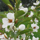 Payne Park- magnolia  Cambridge Tree Trust.